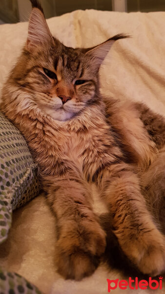 Maine Coon, Kedi  misha fotoğrafı