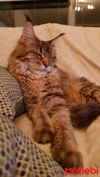 Maine Coon, Kedi  misha fotoğrafı