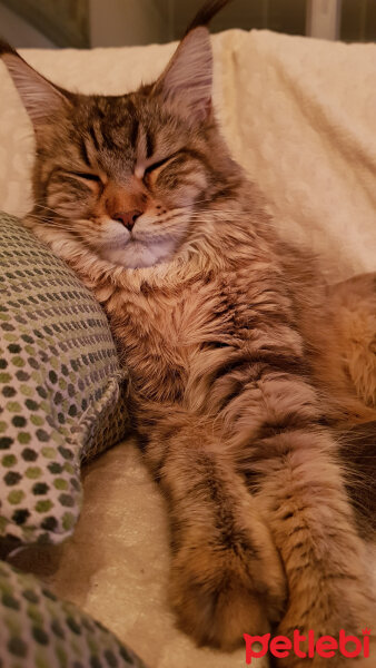 Maine Coon, Kedi  misha fotoğrafı