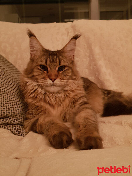 Maine Coon, Kedi  misha fotoğrafı