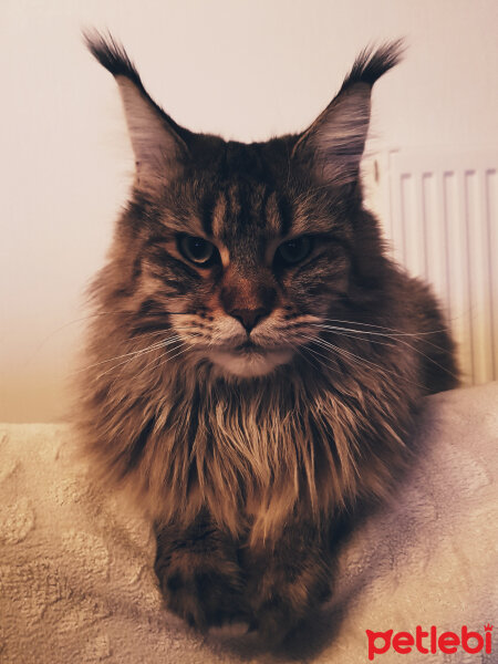 Maine Coon, Kedi  misha fotoğrafı