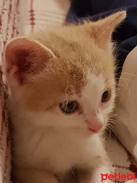 Tekir Kedi, Kedi  PARFE fotoğrafı