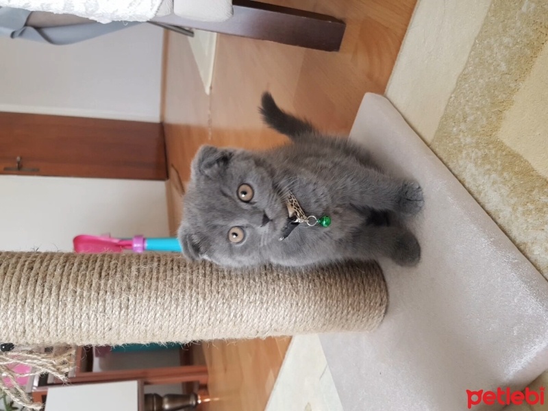 Scottish Fold, Kedi  Duman fotoğrafı