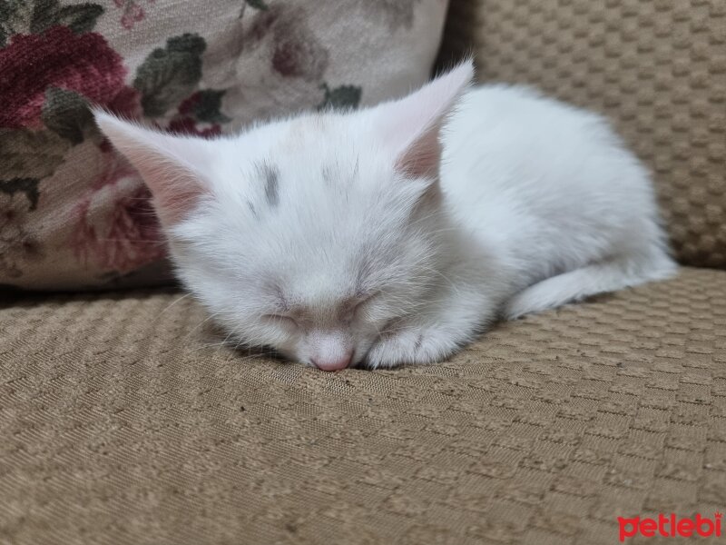 Ankara Kedisi, Kedi  Pamuk fotoğrafı