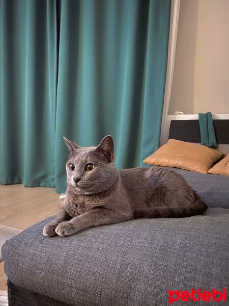 Korat, Kedi  Duman / Kısır fotoğrafı