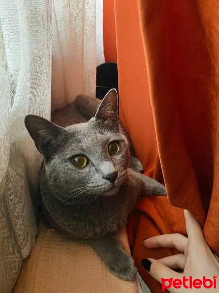 Korat, Kedi  Duman / Kısır fotoğrafı