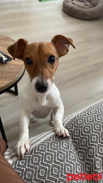 Jack Russell Terrier, Köpek  Jessy fotoğrafı