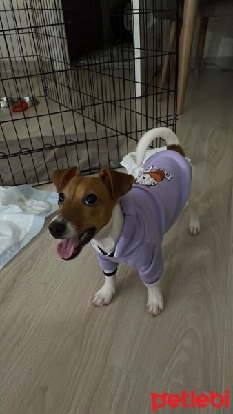 Jack Russell Terrier, Köpek  Jessy fotoğrafı