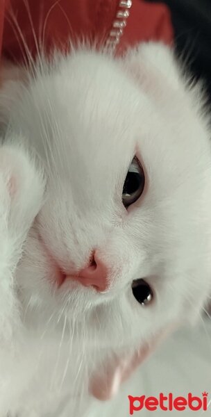 Scottish Fold, Kedi  kumsal fotoğrafı