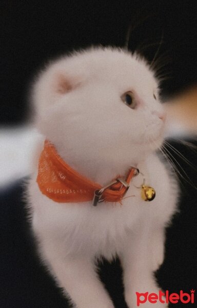 Scottish Fold, Kedi  kumsal fotoğrafı