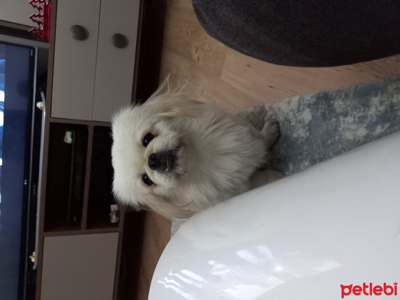 Pekingese, Köpek  Boby fotoğrafı