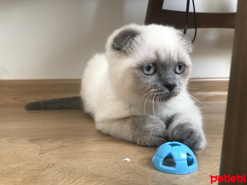 Scottish Fold, Kedi  Duman fotoğrafı