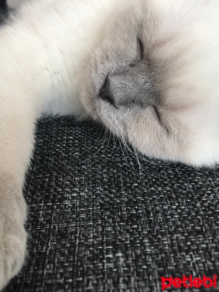 Scottish Fold, Kedi  Duman fotoğrafı