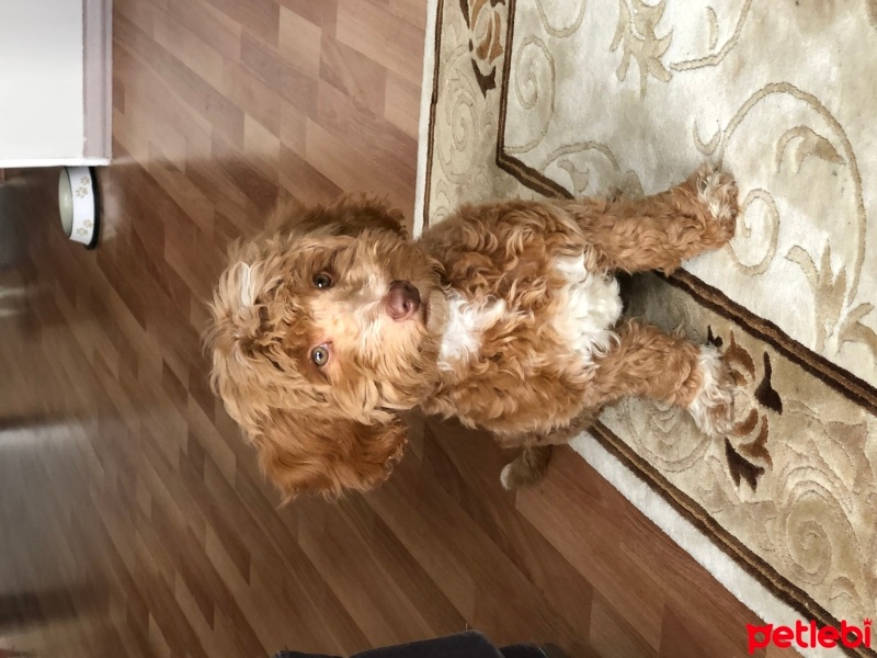 Poodle(Standart Kaniş), Köpek  Tarçın fotoğrafı