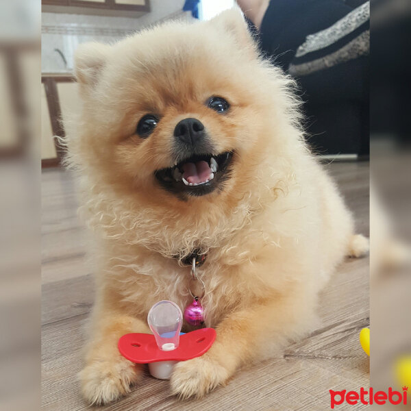 Pomeranyalı, Köpek  Gundiboo fotoğrafı