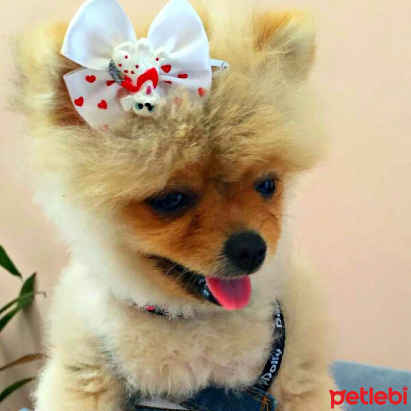 Pomeranyalı, Köpek  Gundiboo fotoğrafı