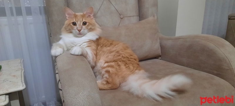 Tekir Kedi, Kedi  Şanslı fotoğrafı