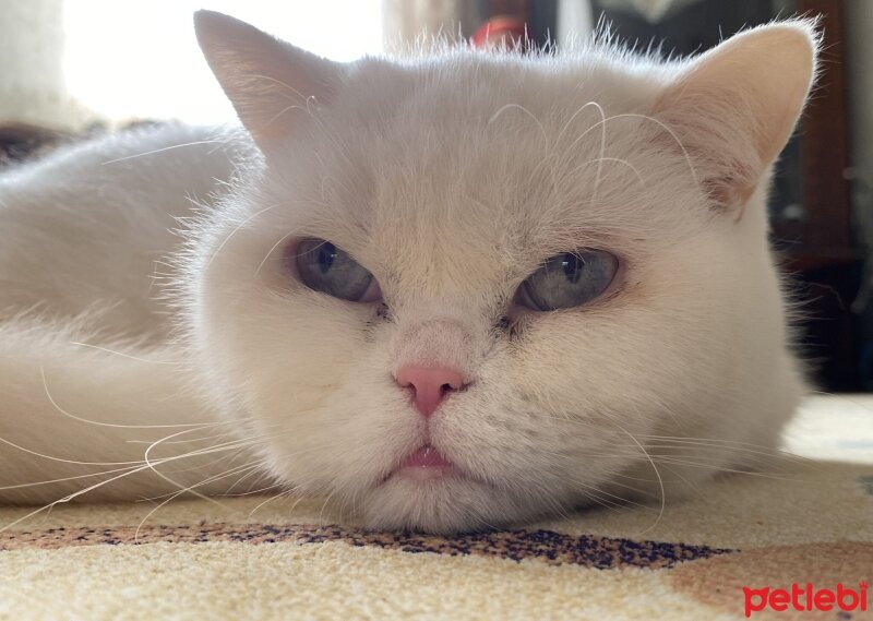 British Shorthair, Kedi  Mia fotoğrafı