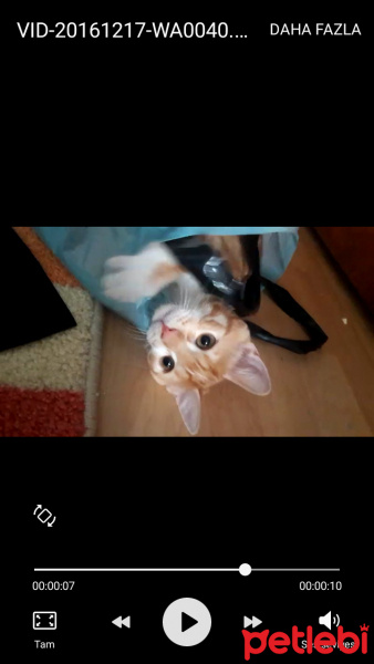 Tekir Kedi, Kedi  Cipsi fotoğrafı