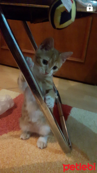 Tekir Kedi, Kedi  Cipsi fotoğrafı