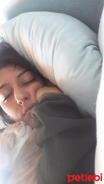 Tekir Kedi, Kedi  Cipsi fotoğrafı