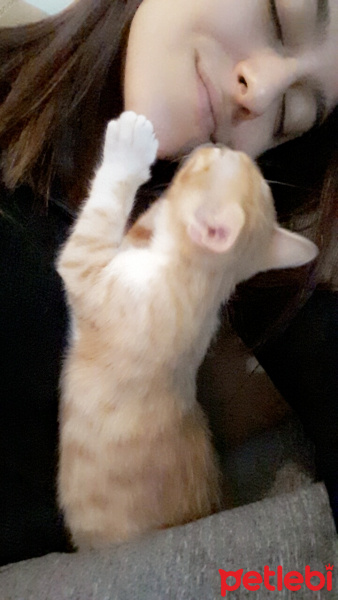 Tekir Kedi, Kedi  Cipsi fotoğrafı