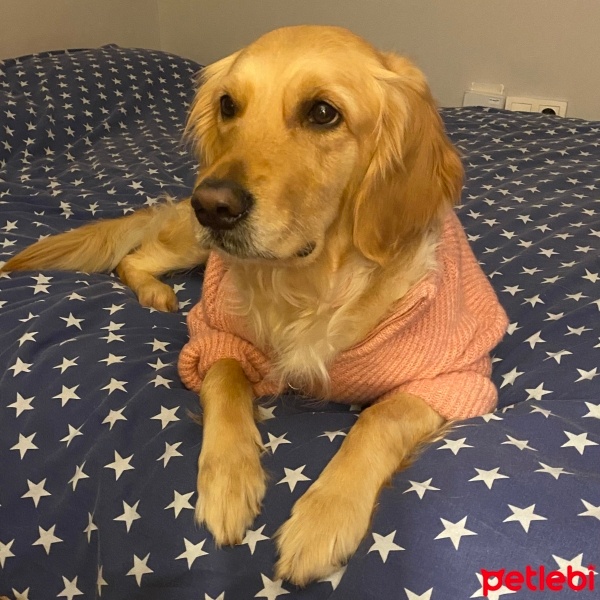 Golden Retriever, Köpek  Sam fotoğrafı