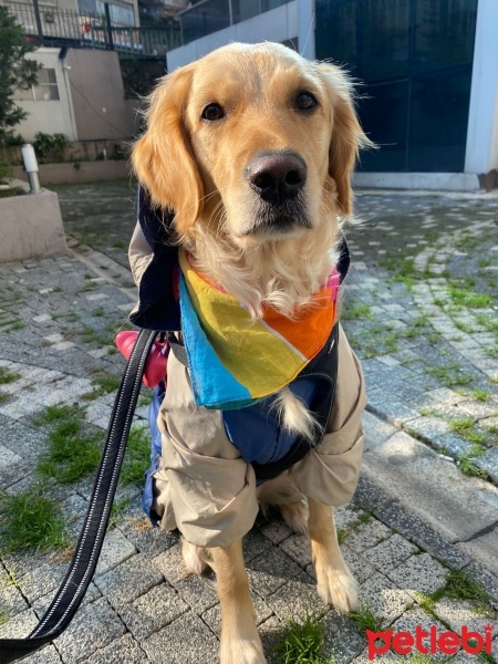 Golden Retriever, Köpek  Sam fotoğrafı