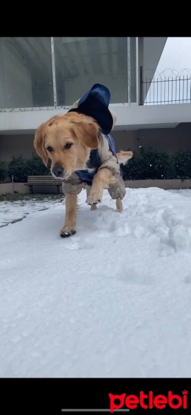 Golden Retriever, Köpek  Sam fotoğrafı