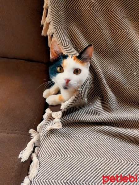 Tekir Kedi, Kedi  Muffin fotoğrafı