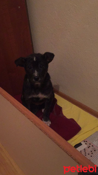 Sokö (Sokak Köpeği), Köpek  Maya fotoğrafı