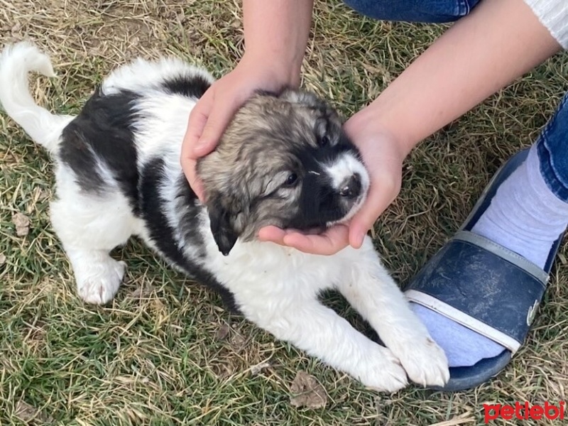 Border Collie, Köpek  Hera& Thor fotoğrafı