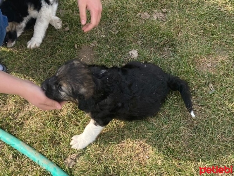 Border Collie, Köpek  Hera& Thor fotoğrafı