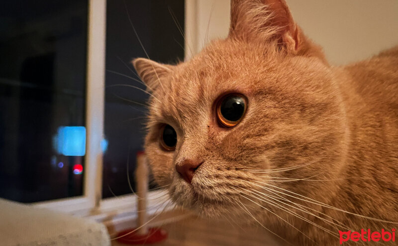 British Shorthair, Kedi  Salep fotoğrafı