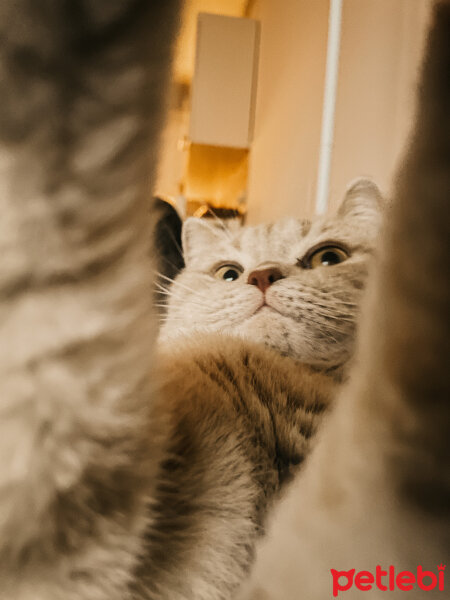 British Shorthair, Kedi  Salep fotoğrafı