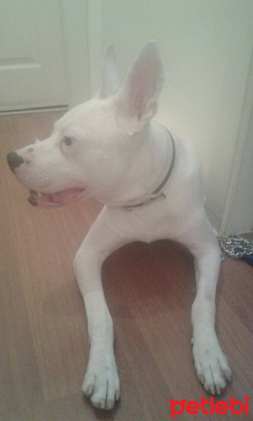Dogo Arjantin, Köpek  sır fotoğrafı