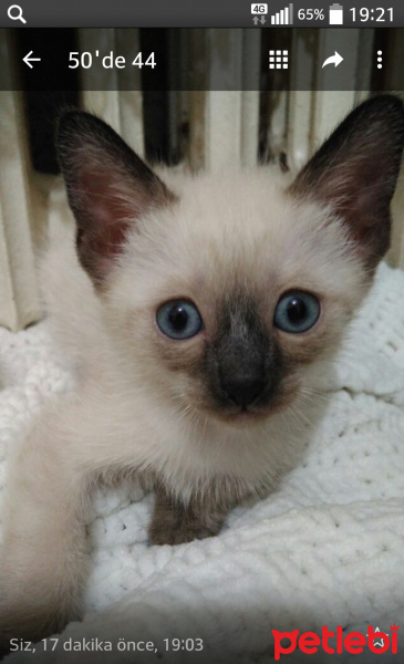 Siyam Kedisi, Kedi  Siyam yavrulari fotoğrafı
