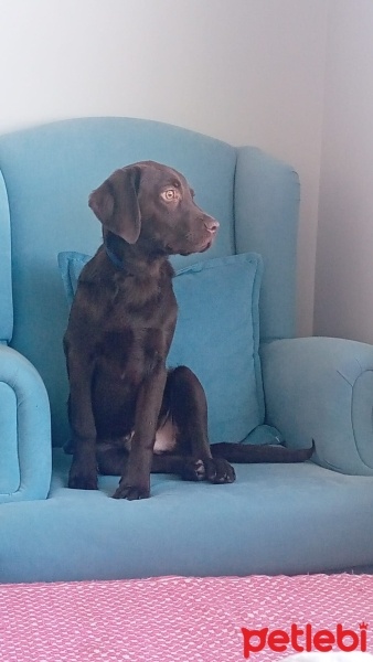 Labrador Retriever, Köpek  Dost fotoğrafı