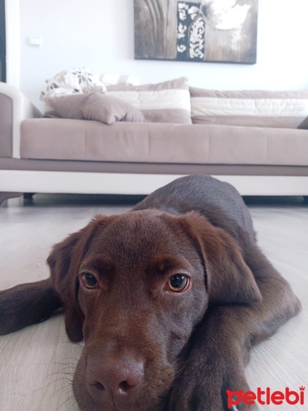 Labrador Retriever, Köpek  Dost fotoğrafı