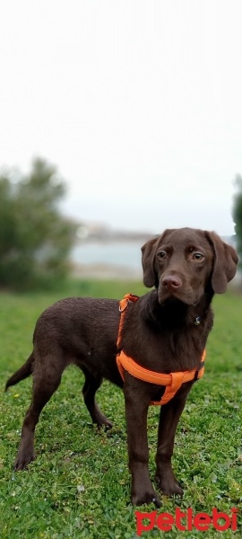 Labrador Retriever, Köpek  Dost fotoğrafı