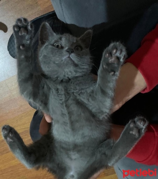 British Shorthair, Kedi  Balım fotoğrafı