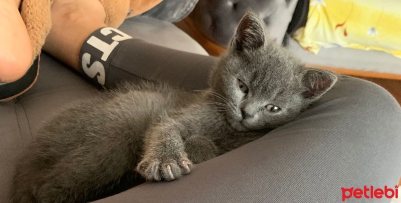 British Shorthair, Kedi  Balım fotoğrafı