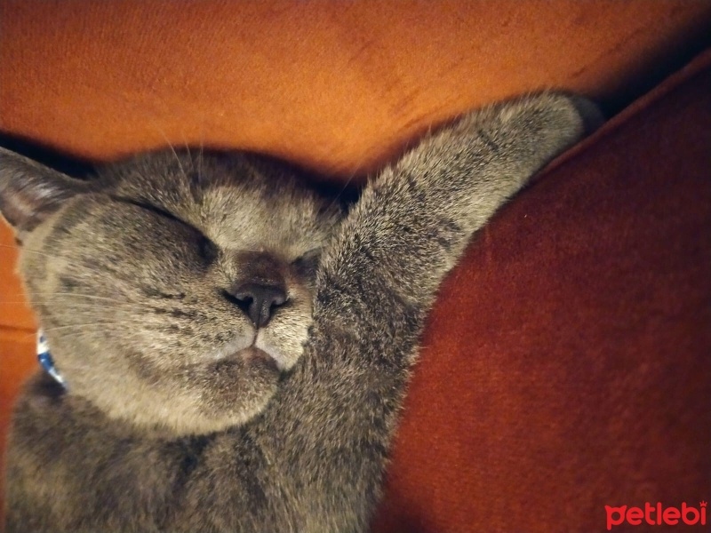 British Shorthair, Kedi  Balım fotoğrafı