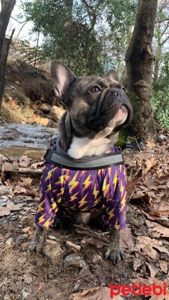 Fransız Bulldog, Köpek  Rio fotoğrafı