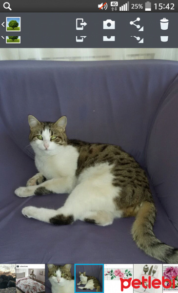 Tekir Kedi, Kedi  Minis fotoğrafı