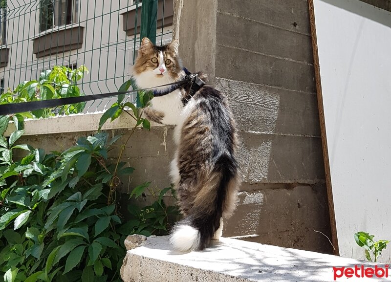 Norwegian Forest, Kedi  Meloş fotoğrafı