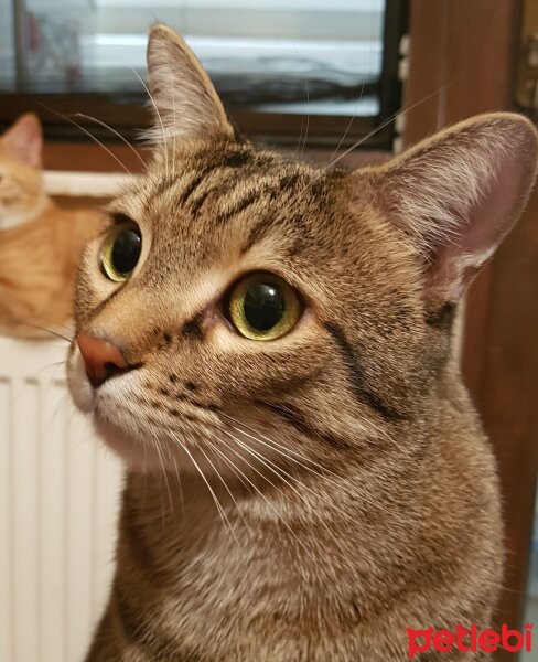 Tekir Kedi, Kedi  Karlos fotoğrafı