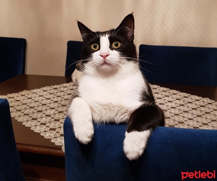 Tuxedo (Smokin) Kedi, Kedi  Plutos fotoğrafı