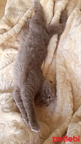 Scottish Fold, Kedi  Reçel fotoğrafı