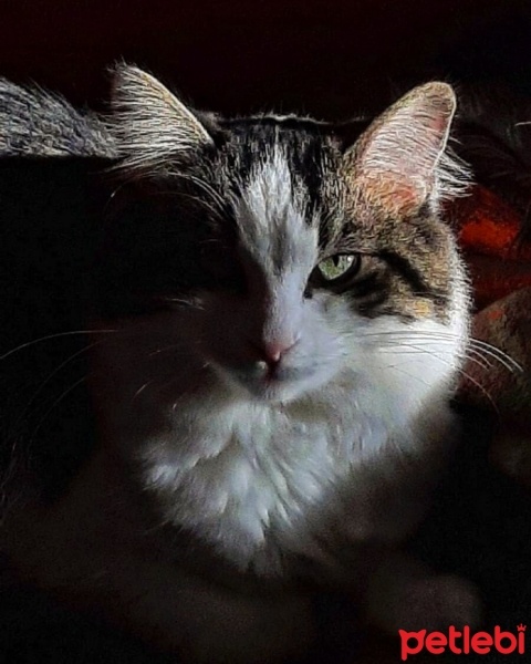 Norwegian Forest, Kedi  Pofi fotoğrafı